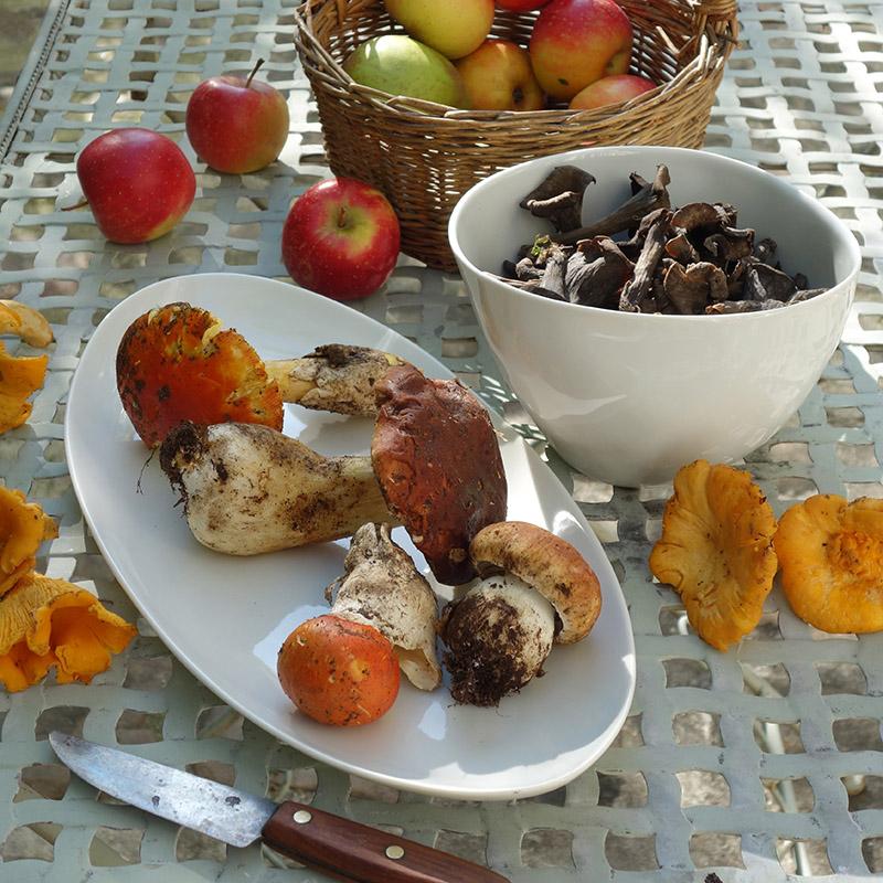 champignons ramassée et posés dans des plats en porcelaine blanche de forme irrégulière - tsé tsé
