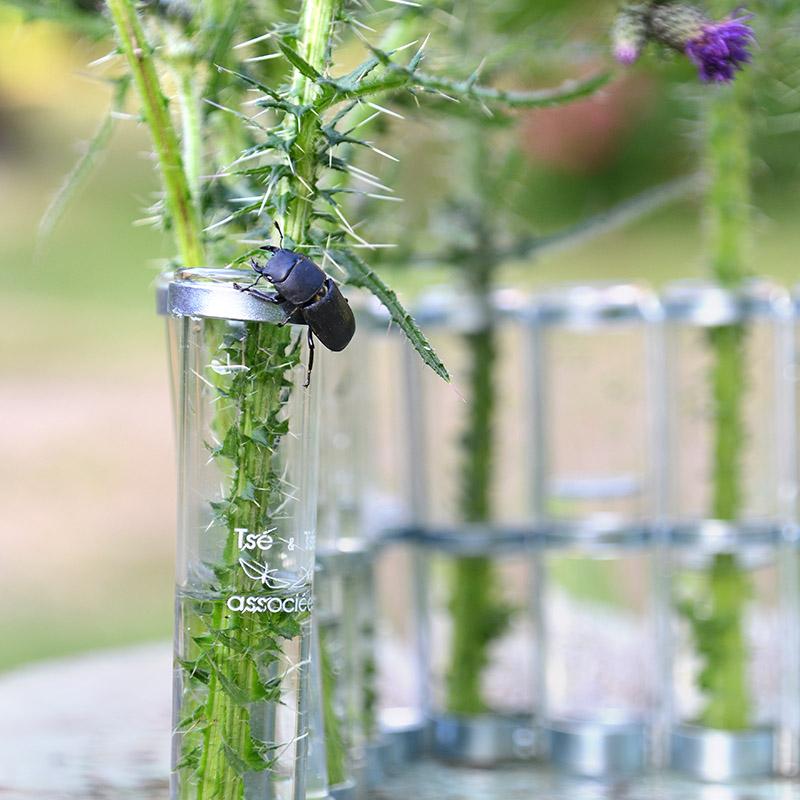 insecte sur un chardon dans un vase tsé & tsé - tsé tsé